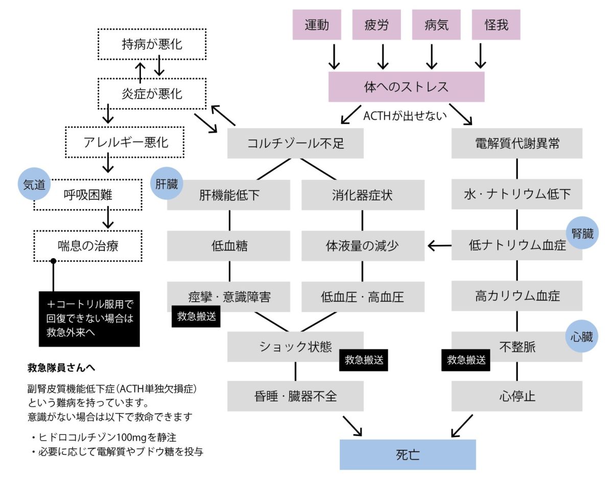 副腎クリーゼの概要